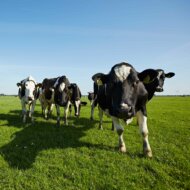 Landesvereinigung der Milchwirtschaft Niedersachsen e. V. 