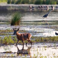 Naturpark Steinhuder Meer 